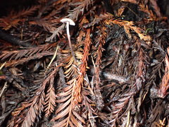 Paragymnopus sequoiae