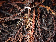 Paragymnopus sequoiae