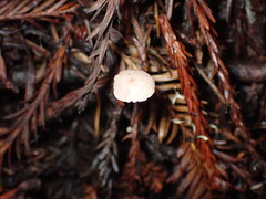 Paragymnopus sequoiae