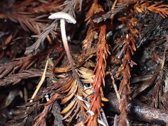 Paragymnopus sequoiae