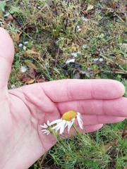 Tripleurospermum inodorum