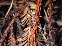 Paragymnopus sequoiae