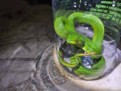Trimeresurus albolabris