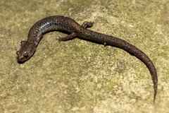 Plethodon hoffmani