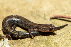 Plethodon hoffmani