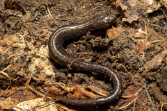 Plethodon hoffmani
