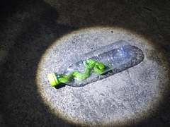 Trimeresurus albolabris