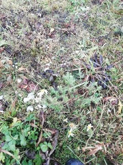 Tripleurospermum inodorum