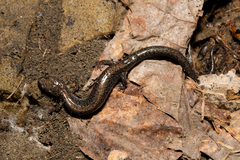 Plethodon hoffmani