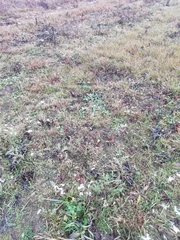 Tripleurospermum inodorum