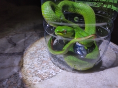 Trimeresurus albolabris