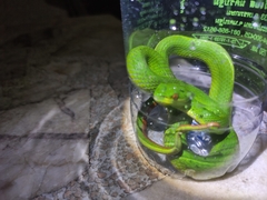 Trimeresurus albolabris