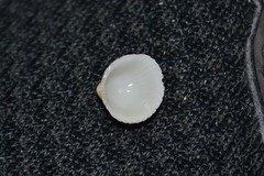Acanthocardia