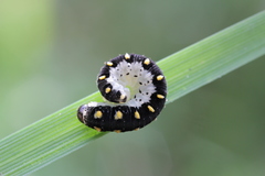 Tenthredo mandibularis