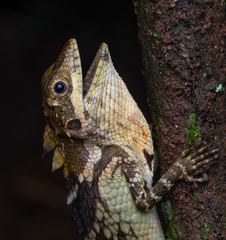 Anaimalai Spiny Lizard photo 3