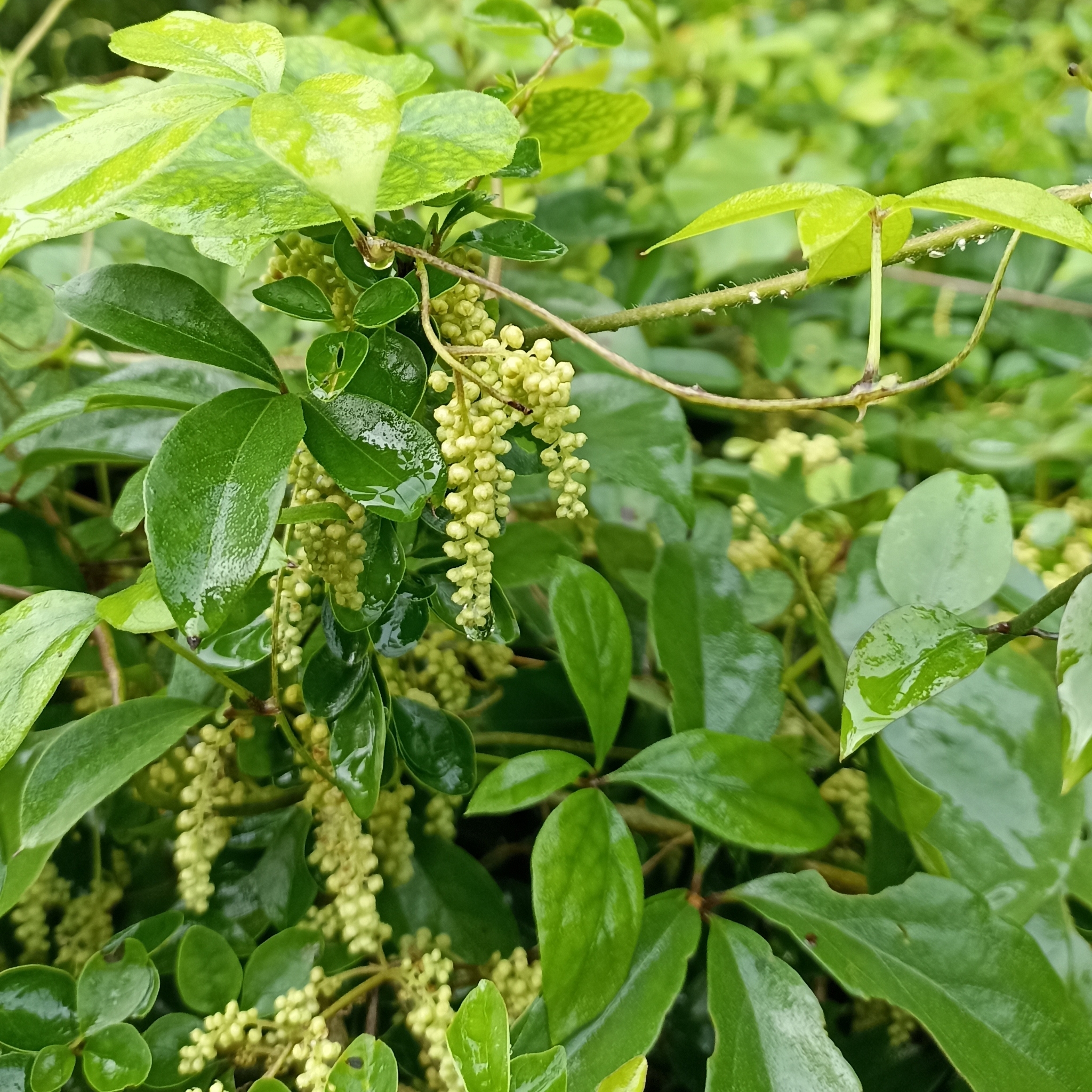Dioscorea pentaphylla