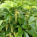 Dioscorea pentaphylla - Photo (c) Paulmathi Vinod, algunos derechos reservados (CC BY), uploaded by Paulmathi Vinod