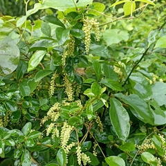 Dioscorea pentaphylla