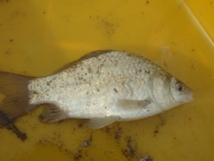 Carassius cuvieri