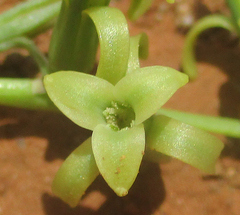 Dipcadi gracillimum