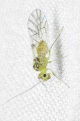 Stenopsocidae