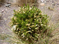 Baccharis magellanica