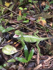 Enyalius