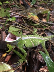 Enyalius