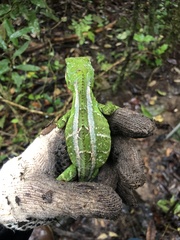 Enyalius