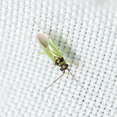Cyrtorhinus