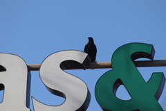 Corvus brachyrhynchos