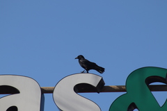 Corvus brachyrhynchos