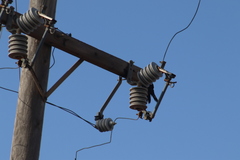 Corvus brachyrhynchos