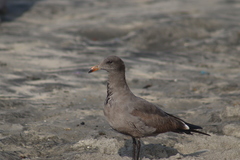 Larus heermanni