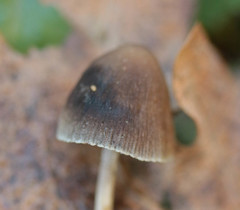 Psathyrella microrhiza