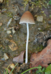 Psathyrella microrhiza