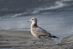 Larus