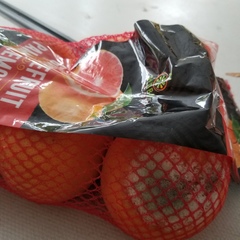 Penicillium italicum