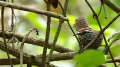 Pheugopedius maculipectus