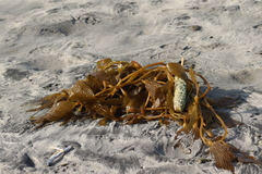 Macrocystis pyrifera