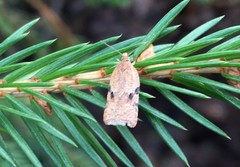 Acleris notana