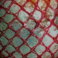 Penicillium italicum