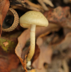 Pholiota conissans