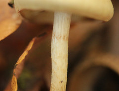 Pholiota conissans