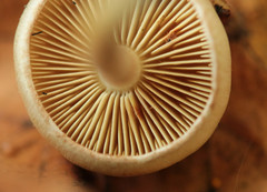Pholiota conissans