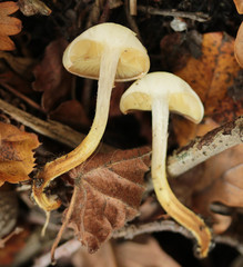 Pholiota conissans