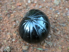Arthrosphaera