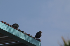 Euphagus cyanocephalus