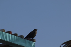 Euphagus cyanocephalus