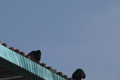 Euphagus cyanocephalus